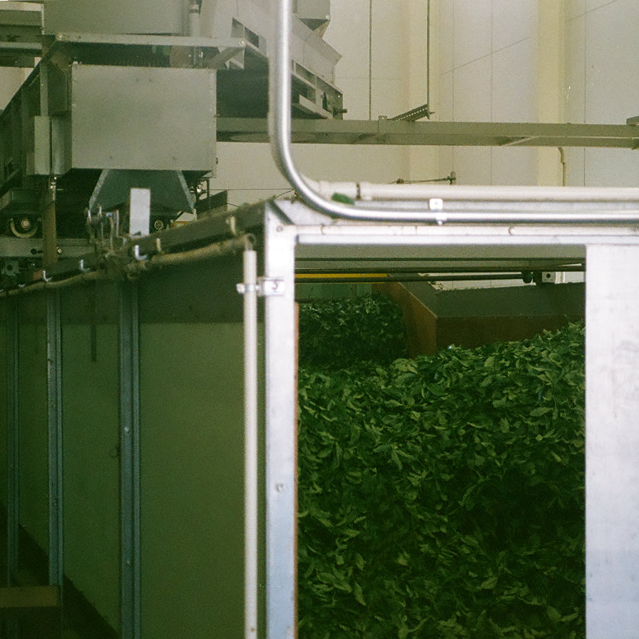 Matcha Fermentation Process PRODUCTION + PROCESS – Matcha Dive